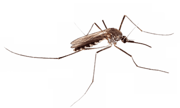 Close-up side view of a mosquito with long legs and thin wings.