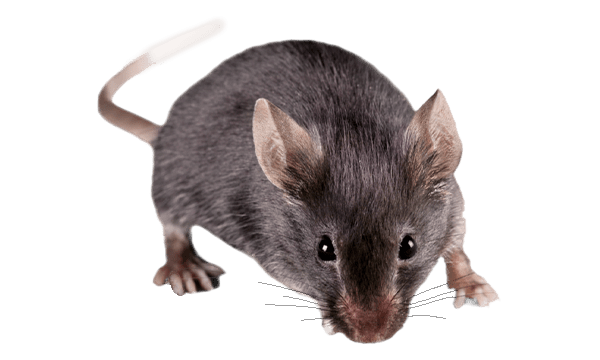 Close-up of a mouse with large ears and a long tail, standing and looking forward.