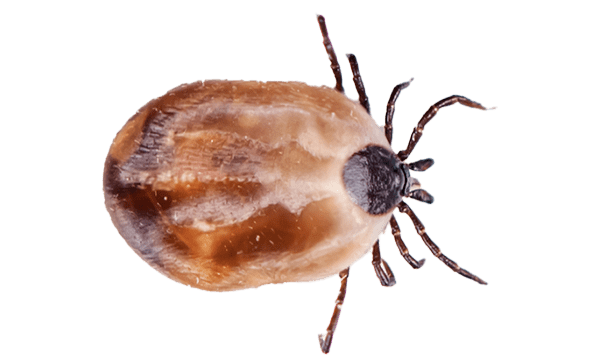 Close-up of an engorged dog tick with visible legs and a rounded body.