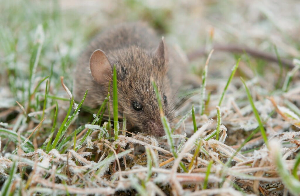 Close-up of a brown mouse hiding in frost-covered grass, with its eyes and ears visible amidst the blades.